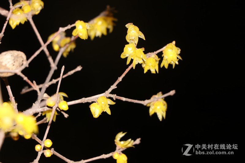 蒋王水邑半岛夜色