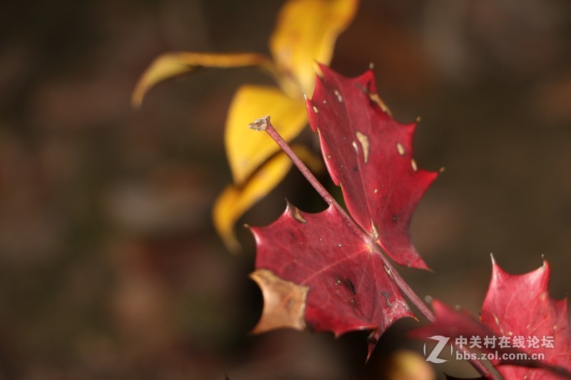 蒋王水邑半岛夜色