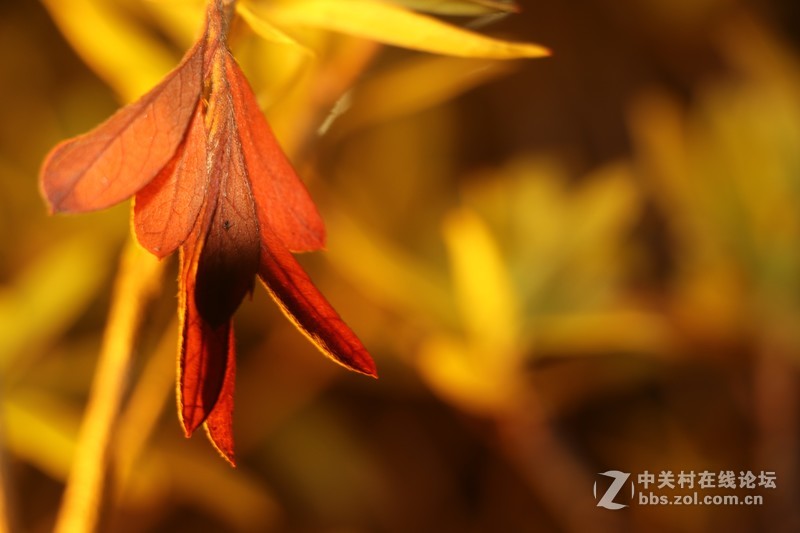 蒋王水邑半岛夜色