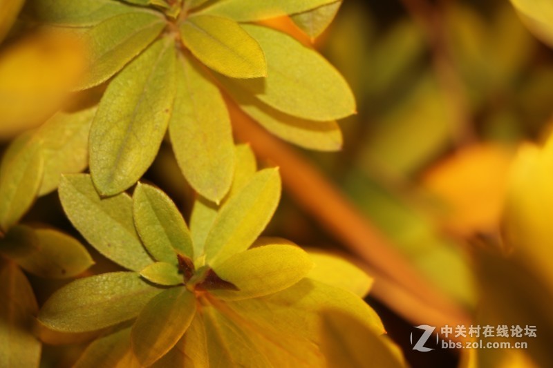 蒋王水邑半岛夜色