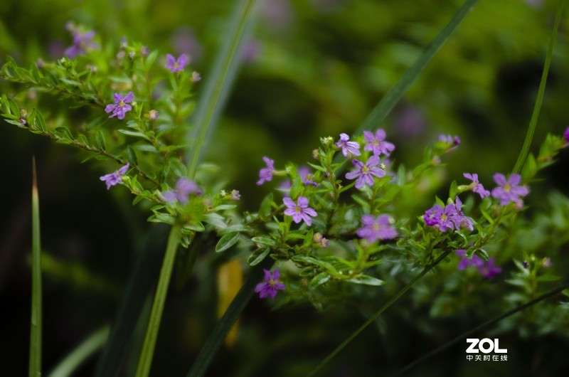 此版人气太少，添点人气！《雨后》