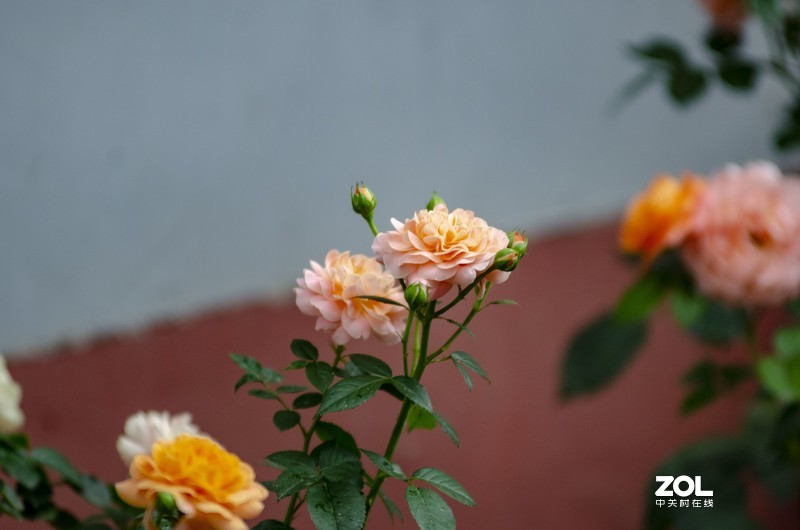 此版人气太少，添点人气！《雨后》