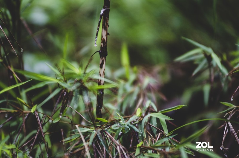 此版人气太少，添点人气！《雨后》