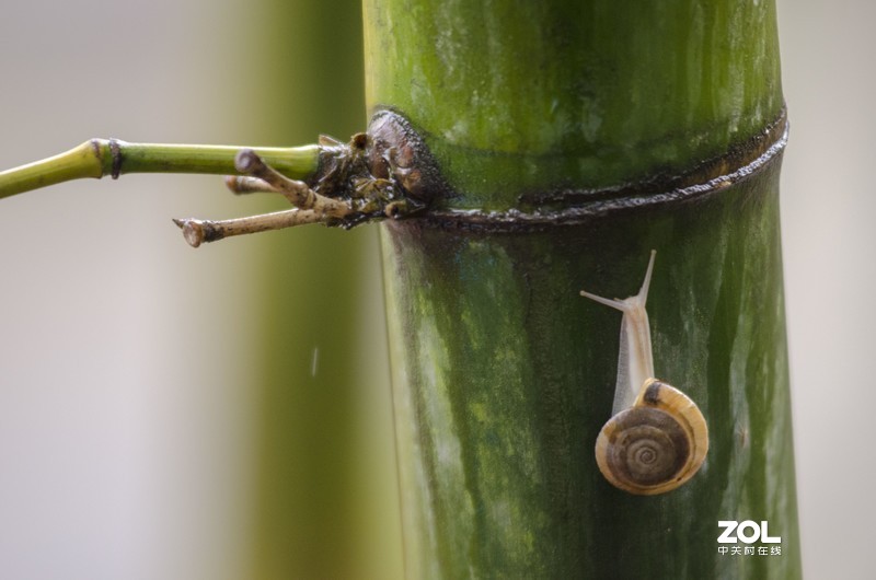 此版人气太少，添点人气！《雨后》