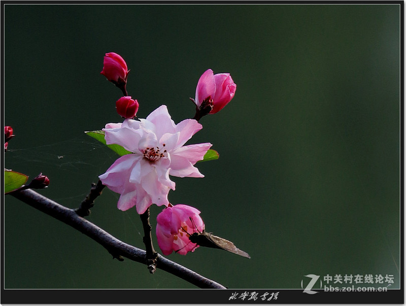 冰峰飘雪----花卉一组