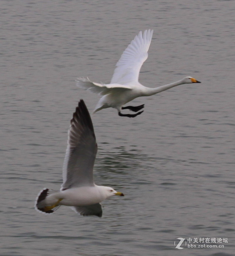 犁浪戏水