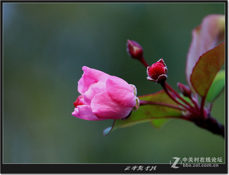 冰峰飘雪----花卉一组
