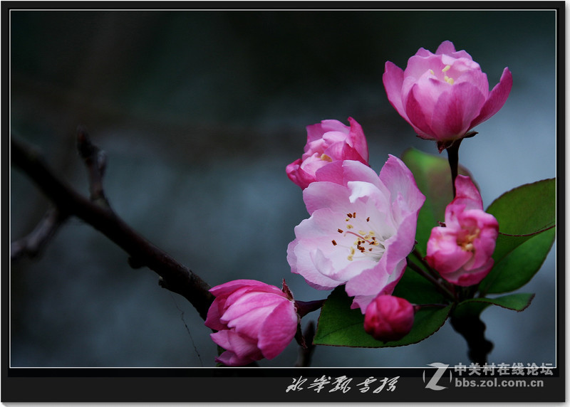 冰峰飘雪----花卉一组