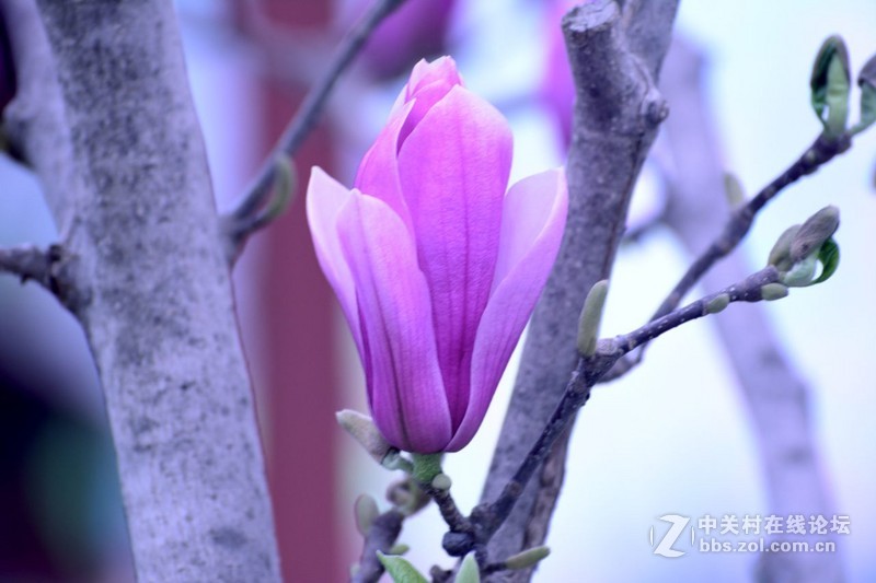 紫玉兰