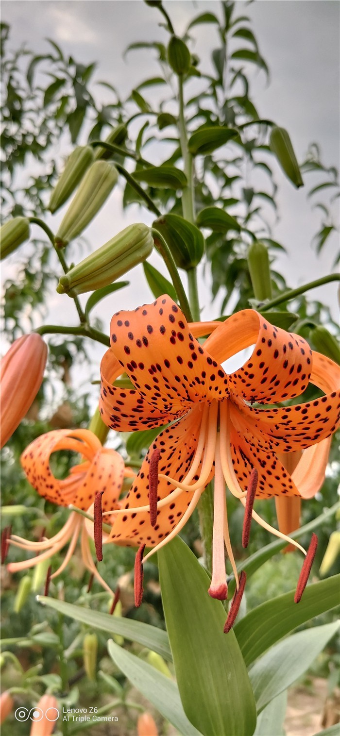 评测：骁龙730伴轻薄长续航联想Z6双发力，拼得就是性能