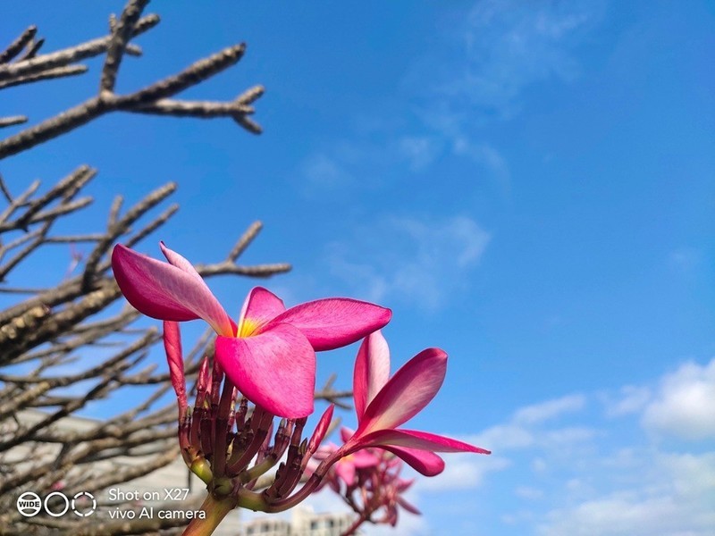 一机在手美好全收罗，4800万像素三摄的vivo X27拍照体验