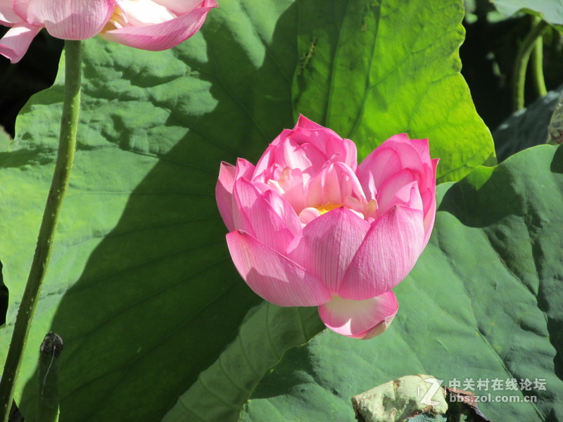 SX160 IS绝对未经ps原图大理茈碧湖荷花赏析