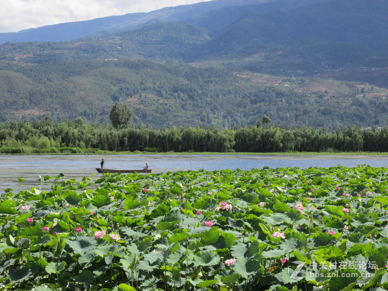 SX160 IS绝对未经ps原图大理茈碧湖荷花赏析