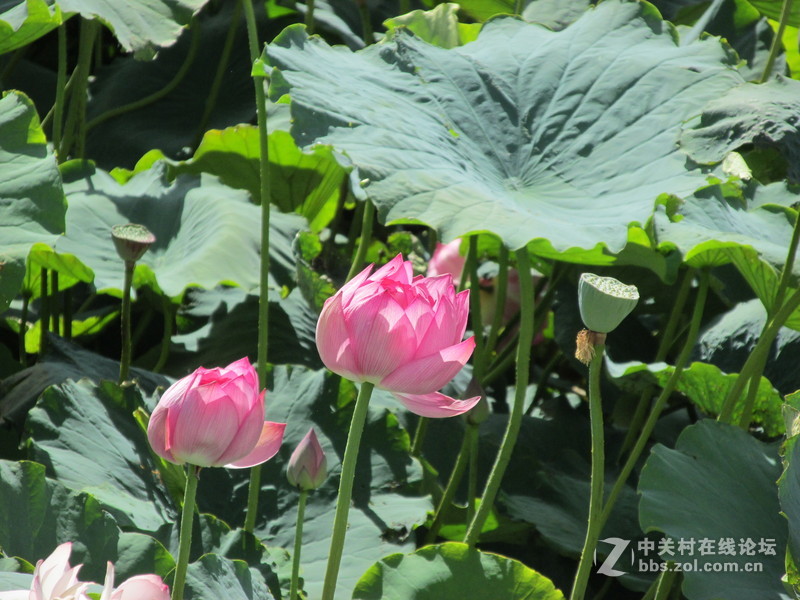 SX160 IS绝对未经ps原图大理茈碧湖荷花赏析