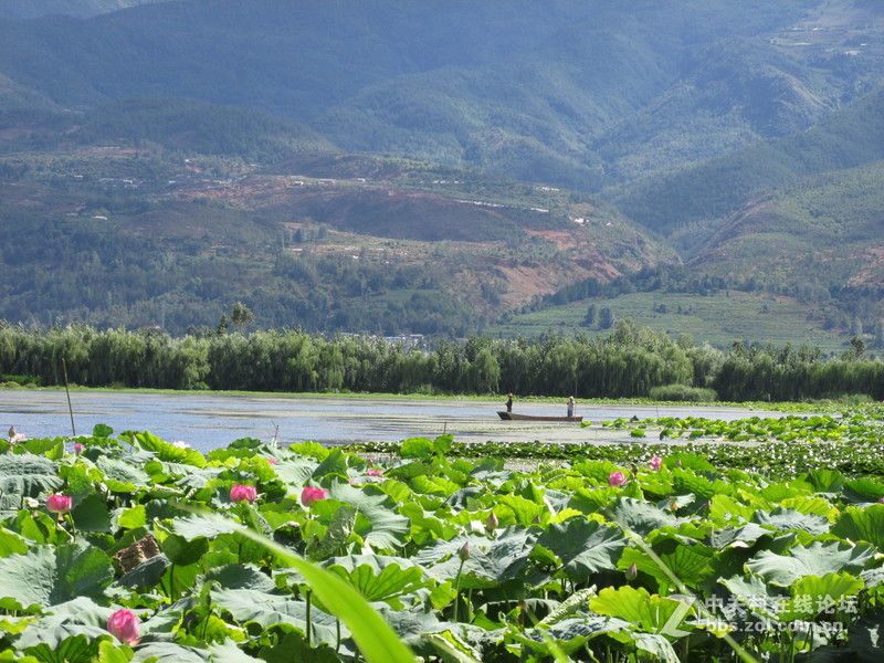 SX160 IS绝对未经ps原图大理茈碧湖荷花赏析