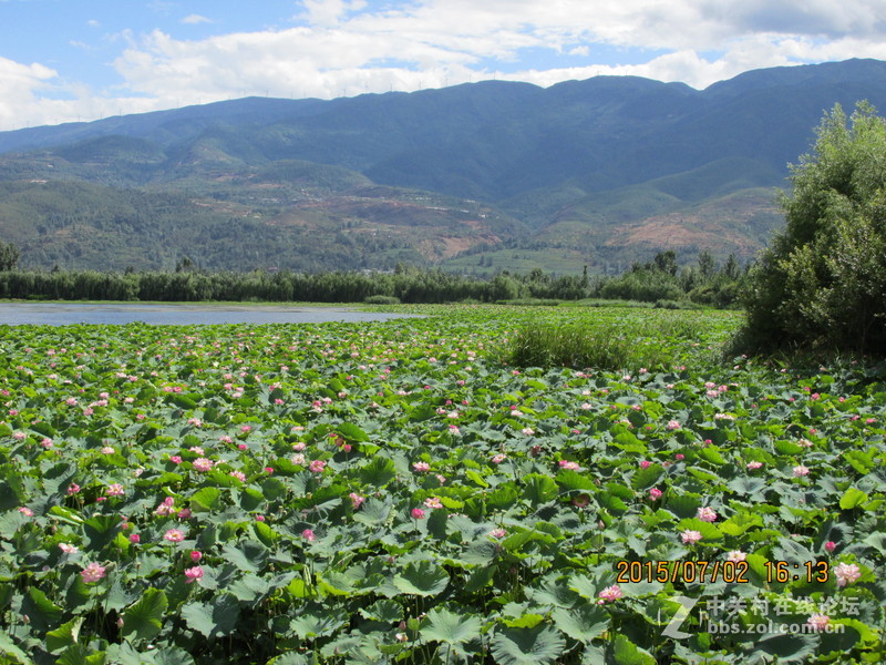 SX160 IS绝对未经ps原图大理茈碧湖荷花赏析