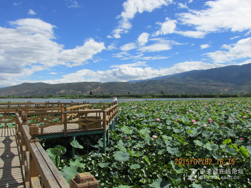 SX160 IS绝对未经ps原图大理茈碧湖荷花赏析