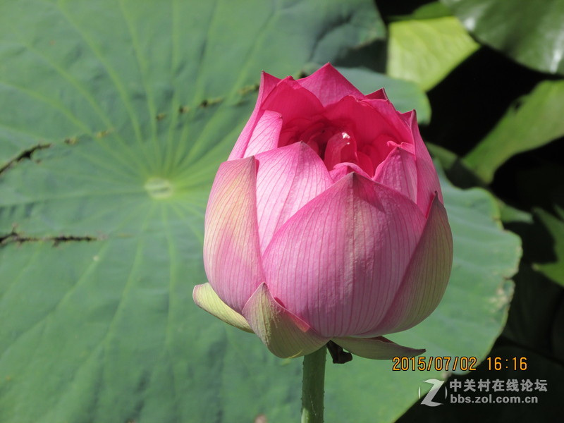 SX160 IS绝对未经ps原图大理茈碧湖荷花赏析