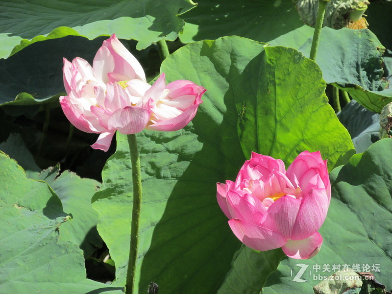 SX160 IS绝对未经ps原图大理茈碧湖荷花赏析