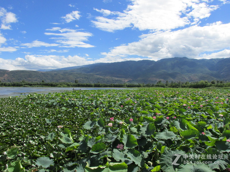 SX160 IS绝对未经ps原图大理茈碧湖荷花赏析