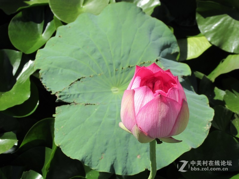 SX160 IS绝对未经ps原图大理茈碧湖荷花赏析