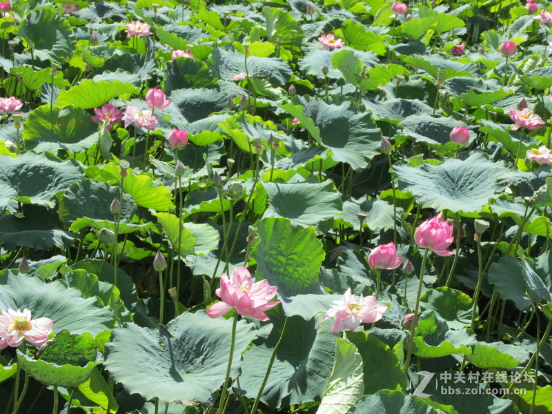 SX160 IS绝对未经ps原图大理茈碧湖荷花赏析