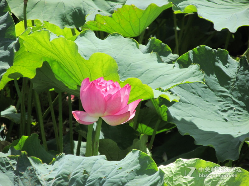 SX160 IS绝对未经ps原图大理茈碧湖荷花赏析