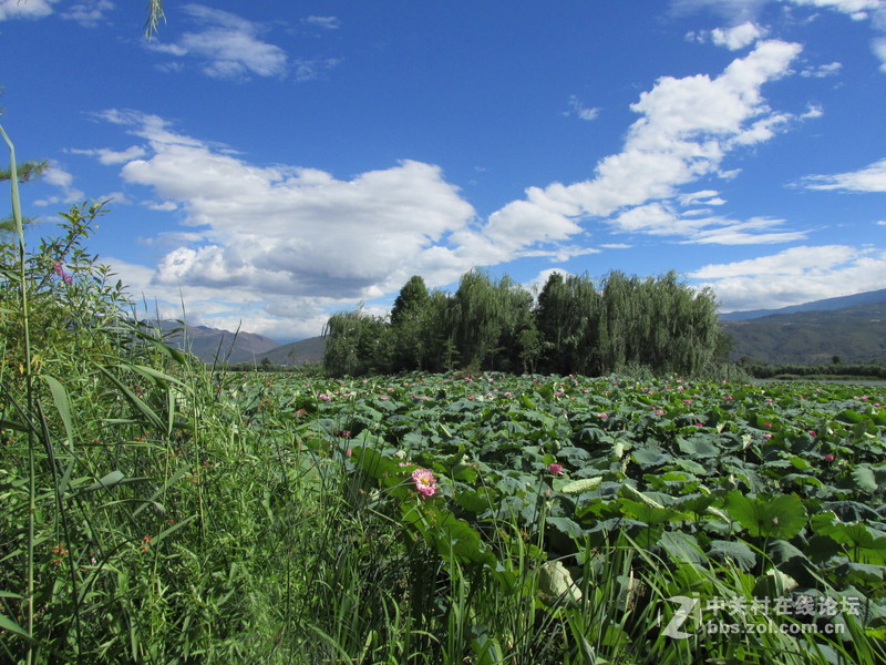 SX160 IS绝对未经ps原图大理茈碧湖荷花赏析