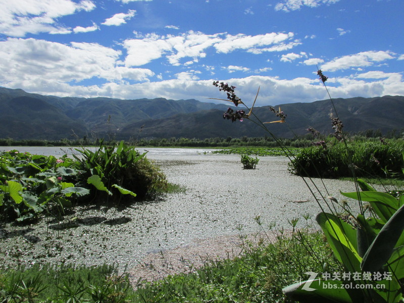 SX160 IS绝对未经ps原图大理茈碧湖荷花赏析