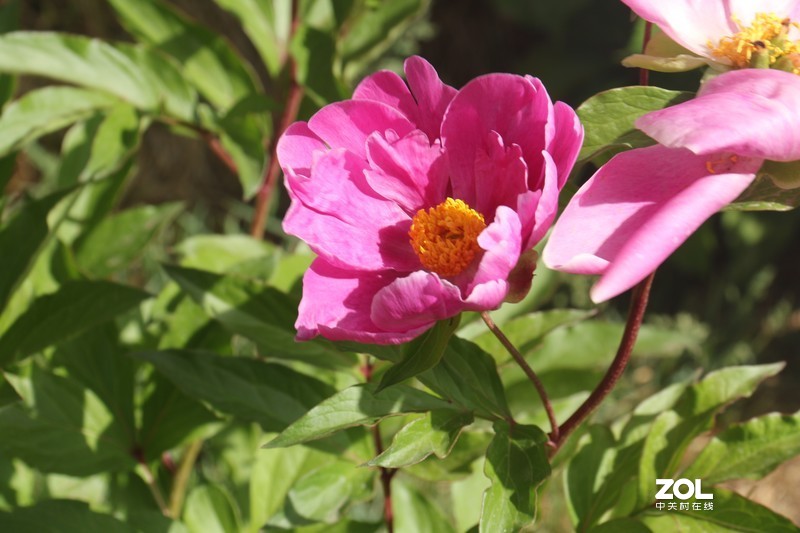 雨后初夏小区的芍药花，蔷薇花共赏