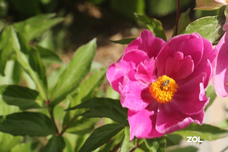 雨后初夏小区的芍药花，蔷薇花共赏
