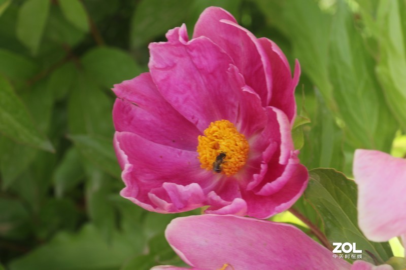 雨后初夏小区的芍药花，蔷薇花共赏
