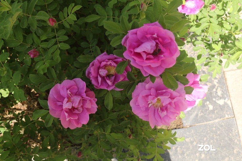 雨后初夏小区的芍药花，蔷薇花共赏