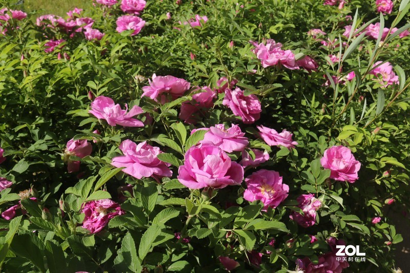 雨后初夏小区的芍药花，蔷薇花共赏