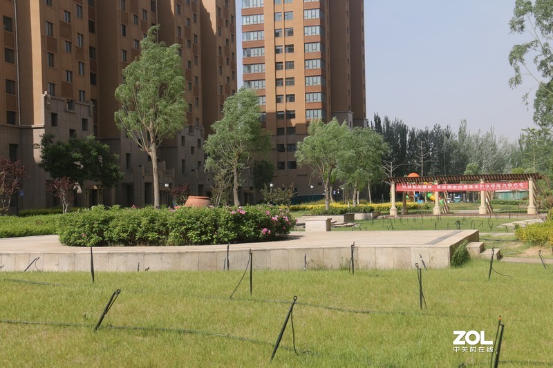 雨后初夏小区的芍药花，蔷薇花共赏