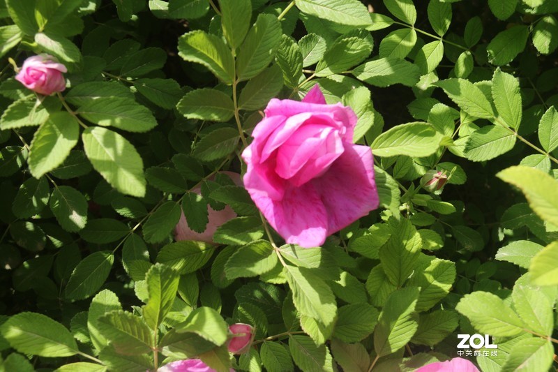 雨后初夏小区的芍药花，蔷薇花共赏