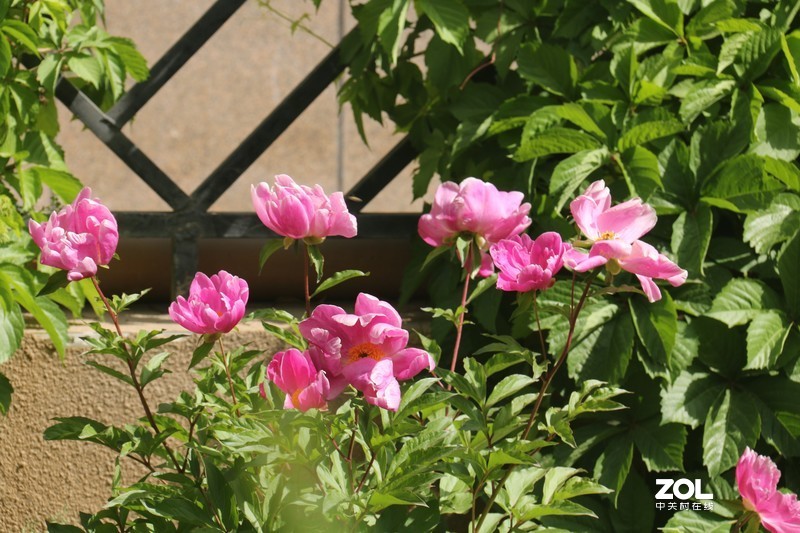 雨后初夏小区的芍药花，蔷薇花共赏