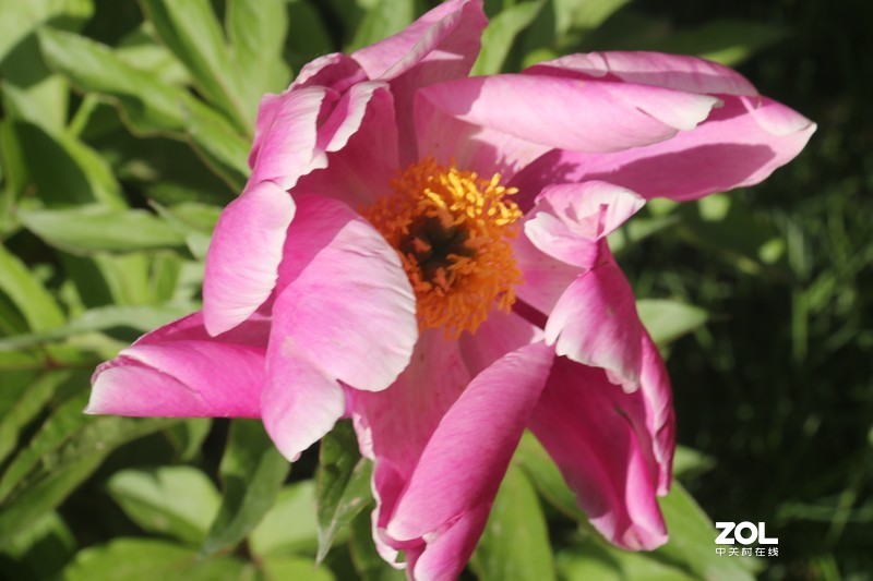 雨后初夏小区的芍药花，蔷薇花共赏