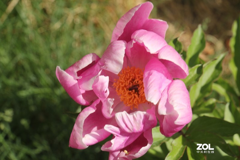 雨后初夏小区的芍药花，蔷薇花共赏