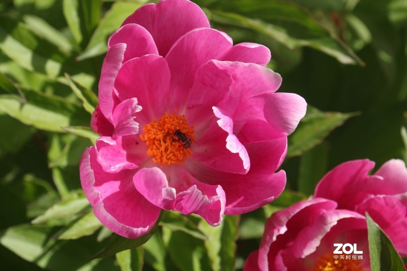 雨后初夏小区的芍药花，蔷薇花共赏