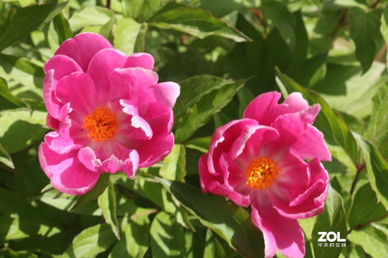 雨后初夏小区的芍药花，蔷薇花共赏
