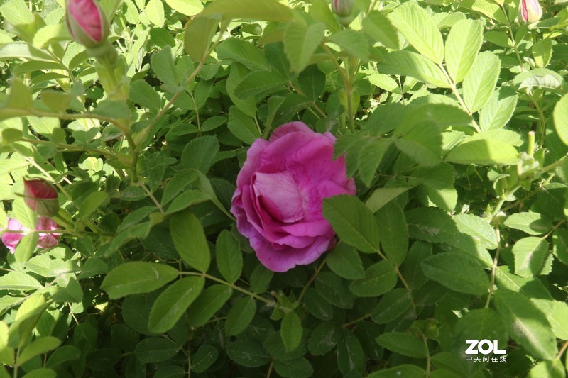 雨后初夏小区的芍药花，蔷薇花共赏