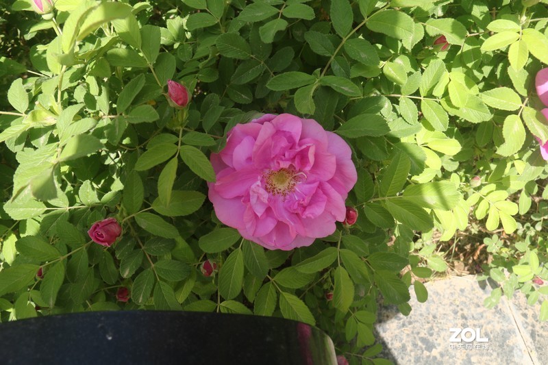 雨后初夏小区的芍药花，蔷薇花共赏
