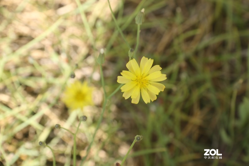 雨后初夏小区的芍药花，蔷薇花共赏
