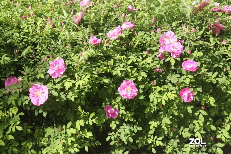 雨后初夏小区的芍药花，蔷薇花共赏