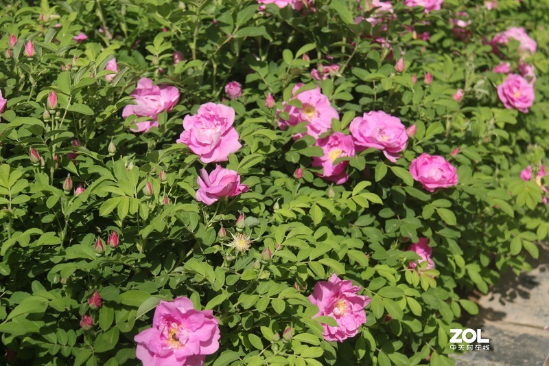 雨后初夏小区的芍药花，蔷薇花共赏