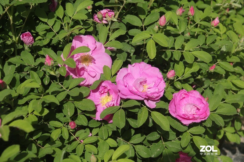 雨后初夏小区的芍药花，蔷薇花共赏