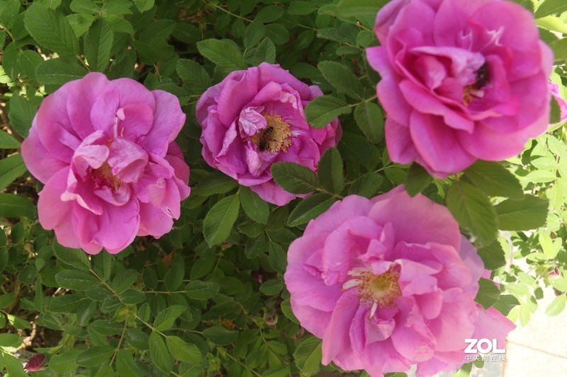 雨后初夏小区的芍药花，蔷薇花共赏