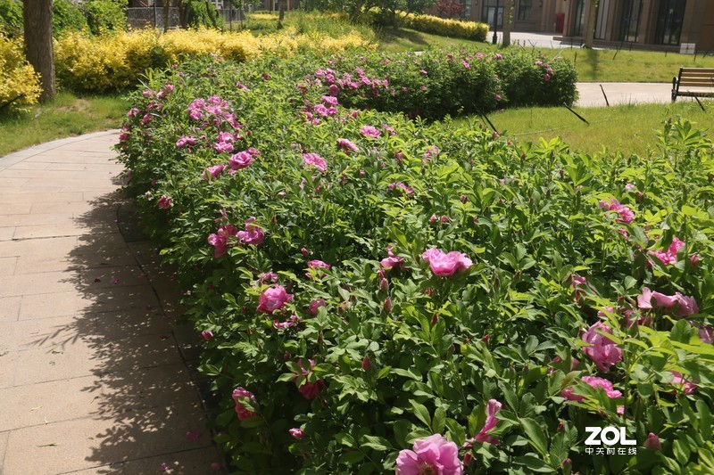 雨后初夏小区的芍药花，蔷薇花共赏