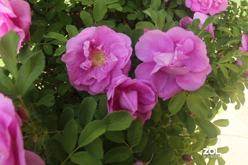 雨后初夏小区的芍药花，蔷薇花共赏